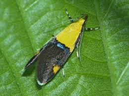 Attēlu rezultāti vaicājumam “Oecophoridae”