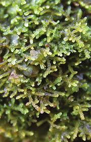 Attēlu rezultāti vaicājumam “Kurzia pauciflora”