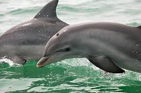 Image result for Durley Dolphin Diver