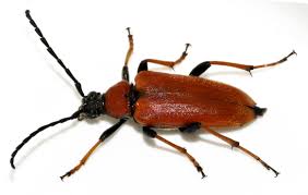 Attēlu rezultāti vaicājumam “Leptura rubra”