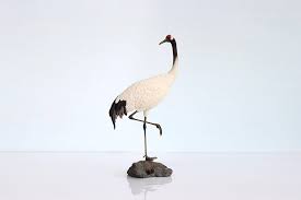 Attēlu rezultāti vaicājumam “Grus grus adult”