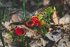 Attēlu rezultāti vaicājumam “Sarcoscypha austriaca”