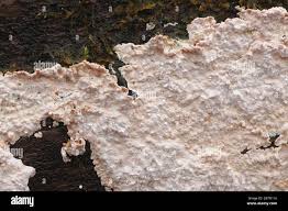 Attēlu rezultāti vaicājumam “Corticium roseum”