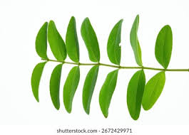 Attēlu rezultāti vaicājumam “Hypericum maculatum leaf”