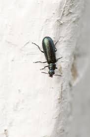 Attēlu rezultāti vaicājumam “Dasytes caeruleus”