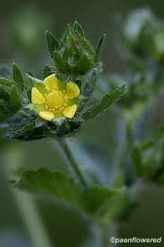 Attēlu rezultāti vaicājumam “Potentilla norvegica flower”
