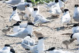 Attēlu rezultāti vaicājumam “Sterna sandvicensis adult”