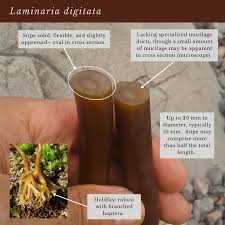 Attēlu rezultāti vaicājumam “Cribraria costata stalked”