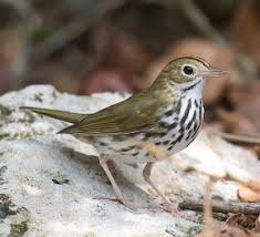 Image result for Seiurus aurocapilla