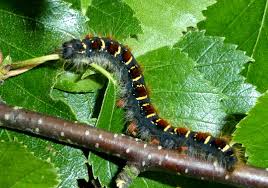 Attēlu rezultāti vaicājumam “Eriogaster lanestris”