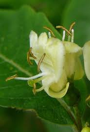 Attēlu rezultāti vaicājumam “Lonicera xylosteum bud”