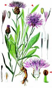 Attēlu rezultāti vaicājumam “Centaurea jacea”