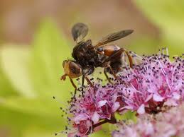 Attēlu rezultāti vaicājumam “Sicus ferrugineus”