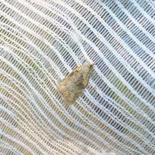 Attēlu rezultāti vaicājumam “Capua vulgana”