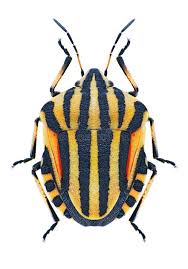 Attēlu rezultāti vaicājumam “Graphosoma lineatum imago”