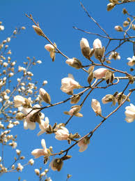 Attēlu rezultāti vaicājumam “Magnolia x loebneri flower”