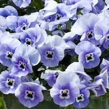 Image result for Viola x wittrockiana `Hiemalis`