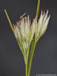 Attēlu rezultāti vaicājumam “Rhynchospora alba leaf”