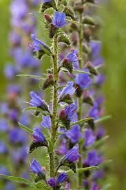 Attēlu rezultāti vaicājumam “Echium vulgare flower”