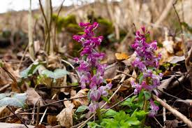 Attēlu rezultāti vaicājumam “Corydalis intermedia flower”