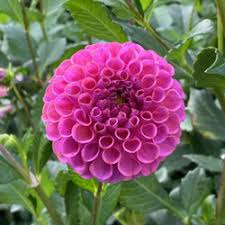 Image result for Dahlia x pinnata `Pompon Lilliput`