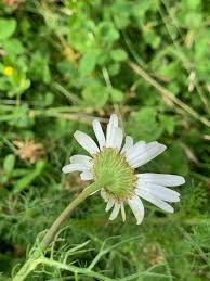 Attēlu rezultāti vaicājumam “Tripleurospermum inodorum flower”