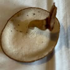 Attēlu rezultāti vaicājumam “Polyporus brumalis”