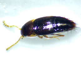 Attēlu rezultāti vaicājumam “Tachyporus sp.”