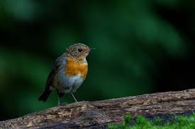 Attēlu rezultāti vaicājumam “Erithacus rubecula juvenile”