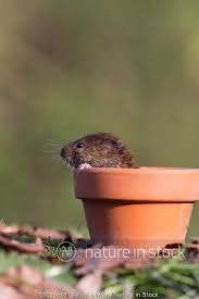 Attēlu rezultāti vaicājumam “Microtus agrestis”