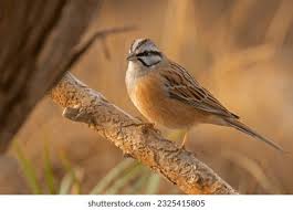 Image result for Emberiza cia