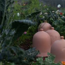 Attēlu rezultāti vaicājumam “Galega orientalis fruit”