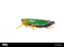 Attēlu rezultāti vaicājumam “Cicadella viridis”