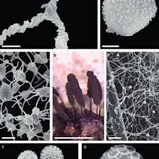 Attēlu rezultāti vaicājumam “Badhamia capsulifera”
