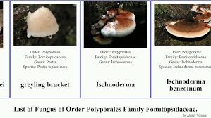 Attēlu rezultāti vaicājumam “Antrodia mellita”