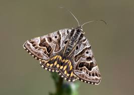Attēlu rezultāti vaicājumam “Callistege mi”
