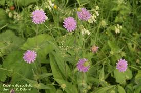 Image result for Knautia dipsacifolia