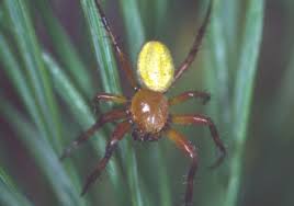 Attēlu rezultāti vaicājumam “Araniella male”