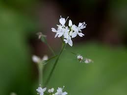 Attēlu rezultāti vaicājumam “Circaea alpina flower”