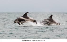 Image result for Lagenorhynchus albirostris