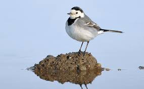 Image result for Motacilla alba