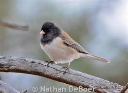 Image result for Junco hyemalis