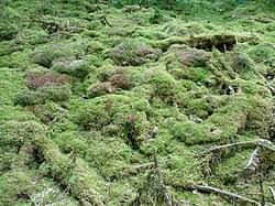 Attēlu rezultāti vaicājumam “Sphagnum rubellum”