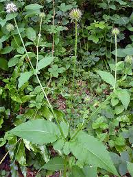 Image result for Dipsacus pilosus