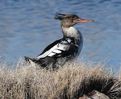 Attēlu rezultāti vaicājumam “Mergus serrator female”