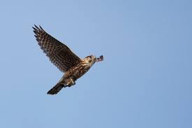 Image result for Falco columbarius