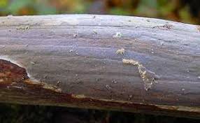 Attēlu rezultāti vaicājumam “Vuilleminia comedens”