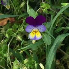 Attēlu rezultāti vaicājumam “Viola tricolor subsp. matutina”