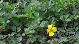 Image result for Potentilla erecta
