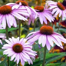 Image result for Echinacea angustifolia